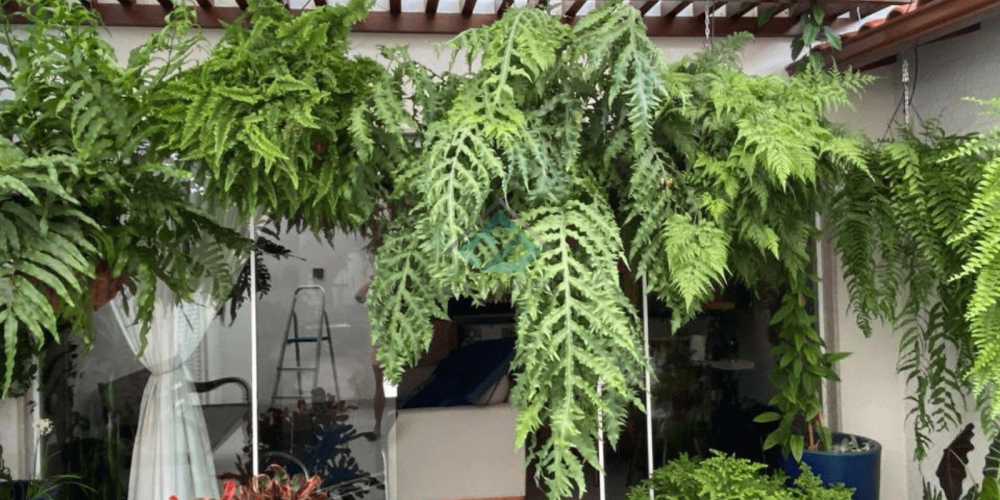 casa domingos martins (1)